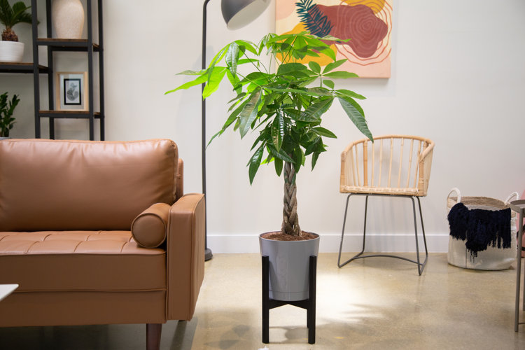 how-to-arrange-plants-in-your-living-room-wayfair